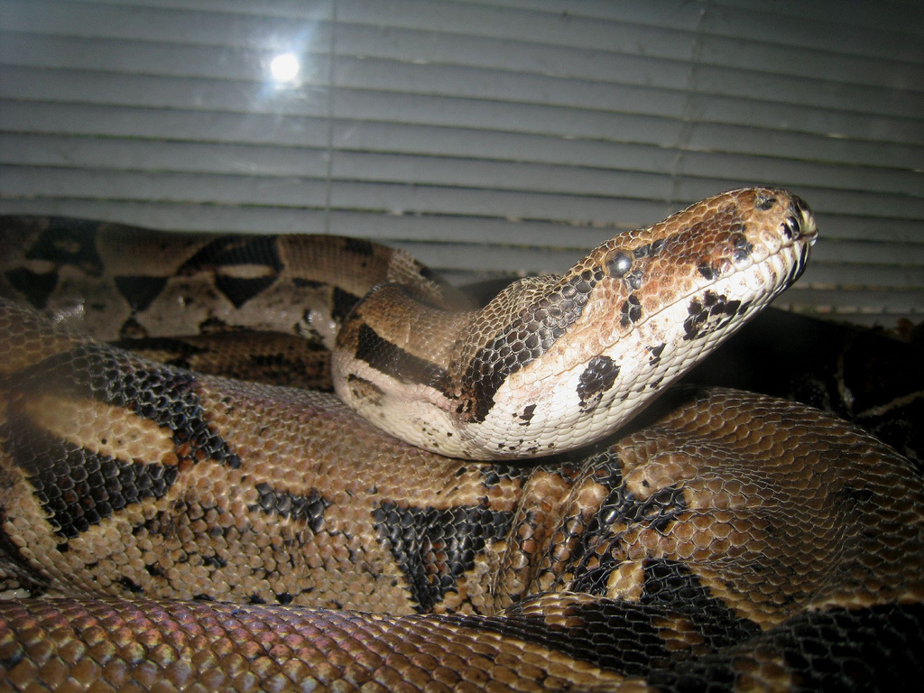 boa constrictor snakes
